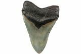 Huge, Fossil Megalodon Tooth - North Carolina #223471-2
